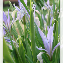 Iris Seeds - Blue