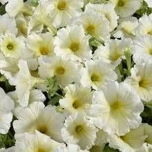 Pale Yellow Petunia Seeds
