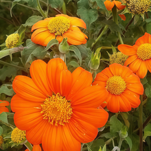 Tithonia Seeds - Orange