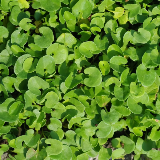 Dichondra Seeds