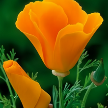 Orange California Poppy Seeds