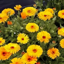 Yellow Calendula Seeds