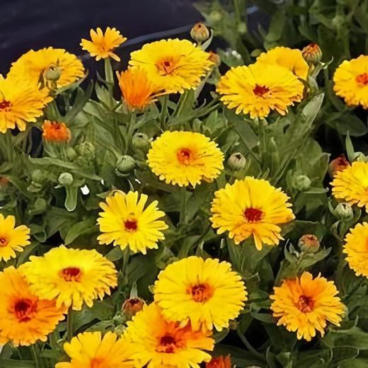 Yellow Calendula Seeds
