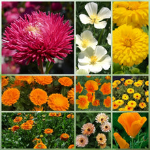 Multicolor Wildflower Mix
