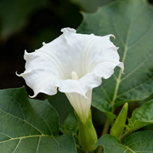 Datura Seeds - White