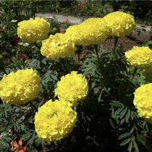 Cream African Marigold Seeds