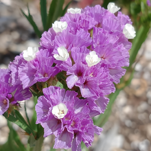 Statice Seeds - Purplish Red