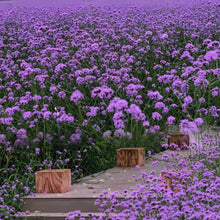 Red Verbena Seeds