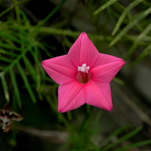 Pink Morning Glory Seeds