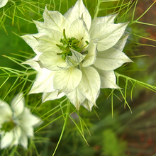 White Love in Seeds