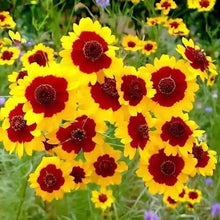 Sanvitalia Seeds - Yellow