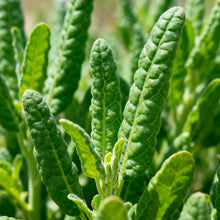 Green Atriplex Seeds