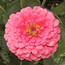 Rose Red Zinnia Seeds