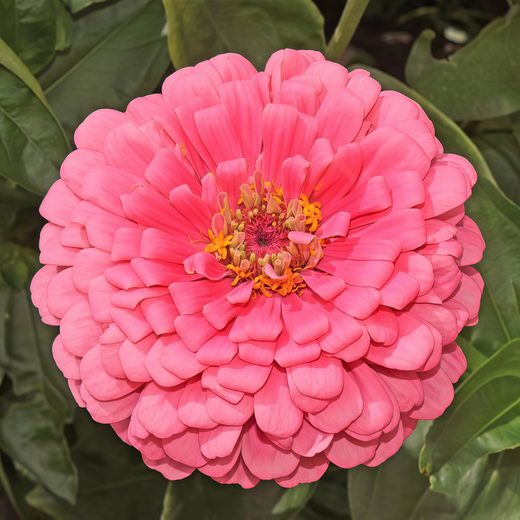 Rose Red Zinnia Seeds