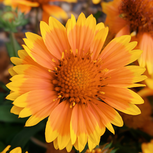 Blanket Flower Seeds Arizona Apricot Yellow