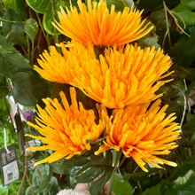 Orange Zinnia Seeds