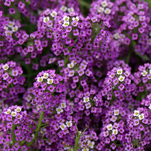 Sweet Alyssum Seeds Purplish Red
