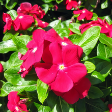 Vinca Seeds Catharanthus Roseus Deep Red Small Flower with Core