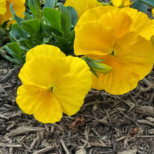 Pansy Seeds - Pure Yellow