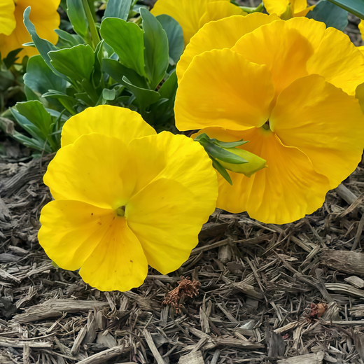 Pansy Seeds - Pure Yellow