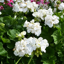 Pelargonium Seeds - White