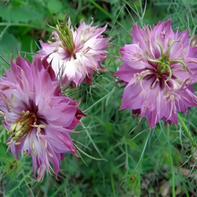 Love in Seeds Purplish Red