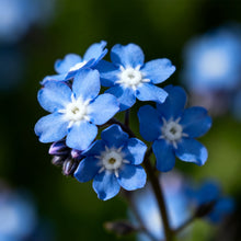 Statice Seeds - Blue White Heart