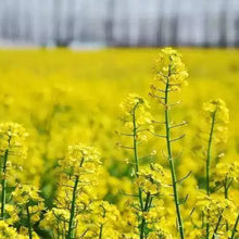 Yellow Field Mustard Seeds