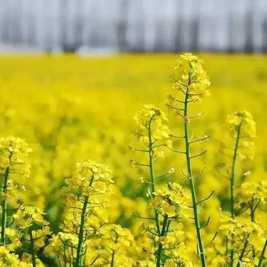 Yellow Field Mustard Seeds