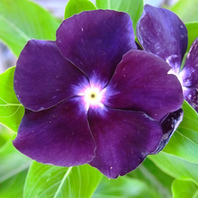 Vinca Seeds - Black
