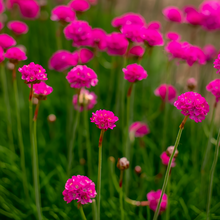 Rose Red Sea Thrift Seeds