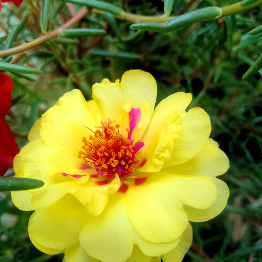 Moss Rose Seeds - Yellow