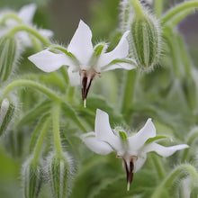 White Borage Seeds