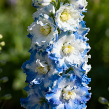 Delphinium Seeds - Mix