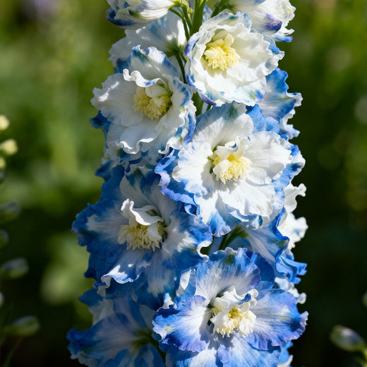 Delphinium Seeds - Mix