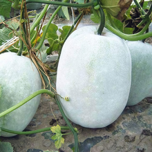 Winter Melon Seeds - Off White