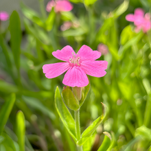 Nodding Catchfly Seeds - Pink