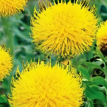 Cornflower Seeds - Yellow