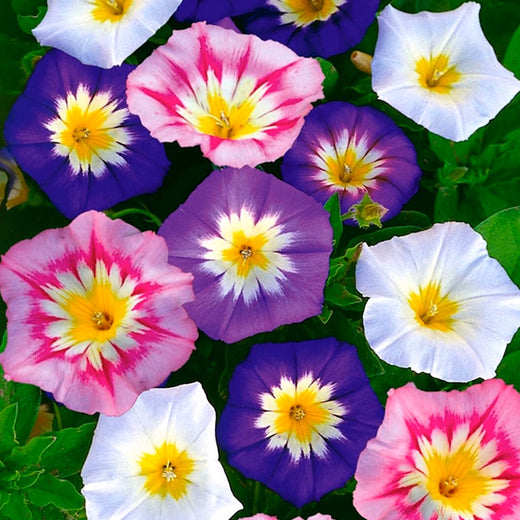 Mix Dwarf Morning Glory Seeds
