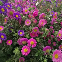 China Aster Seeds - Single Petal Mix