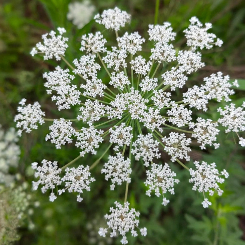 Angelica Sinensis Radix Seeds - Larger Packet High Germination 1000-5000 Onsaleseeds