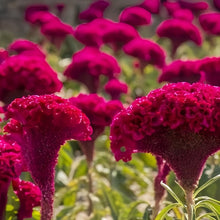 Red Celosia Seeds