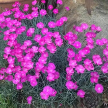 Pink Sea Thrift Seeds