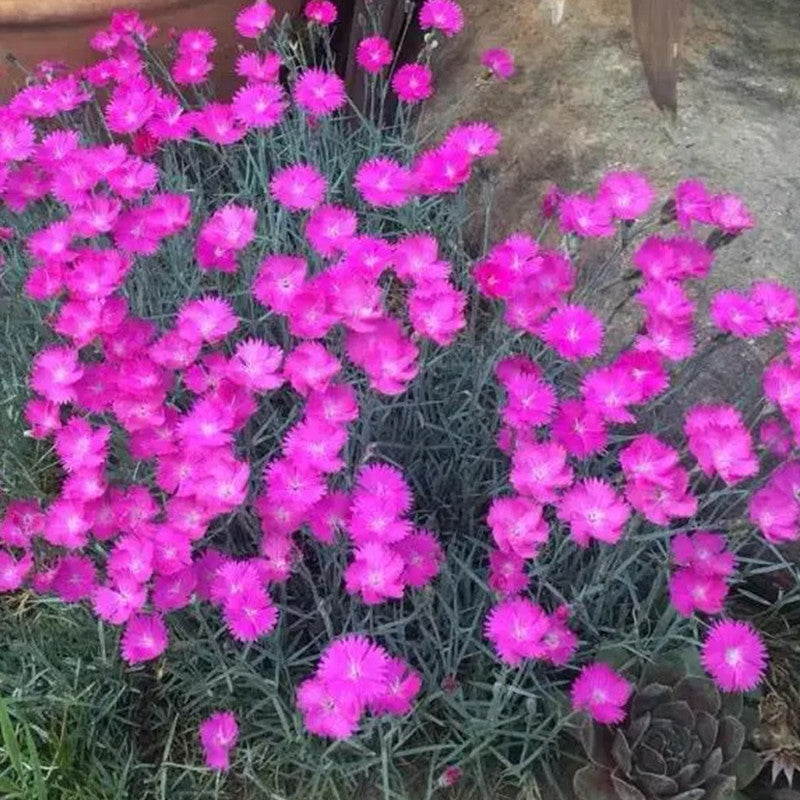 Armeria Seeds - Pink Larger Packet High Germination 6000-30000 Onsaleseeds