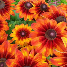 Mix Black Eyed Susan Seeds