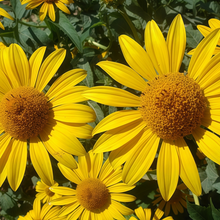 Heliopsis Seeds - Yellow