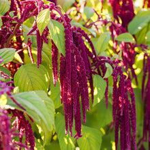 Red Love Lies Bleeding Amaranth Seeds