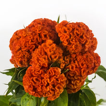 Orange Red Celosia Seeds