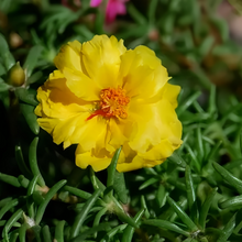 Moss Rose Seeds - Golden