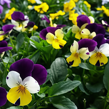 Viola Seeds